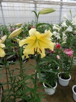 [4193 Golden Power ST No01.JPG]